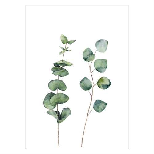 Plakat med eucalyptus plante
