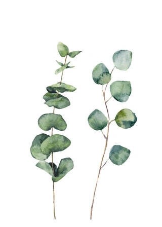 Eucalyptus - Plakat