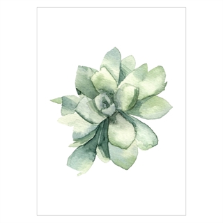 Plakat med watercolor Sukkulent plante
