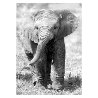 Plakat med foto af en Baby elefant i hvid og grå toner