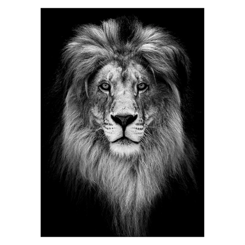 Plakat med portræt af løve i sort og hvid