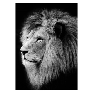 Plakat - Portræt af løve