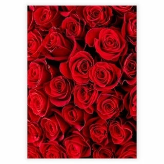 Røde roser - Plakat