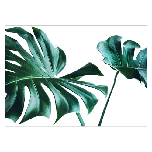Plakat med grønne tropiske blade