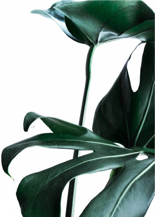 Monstera blade 2 - Plakat