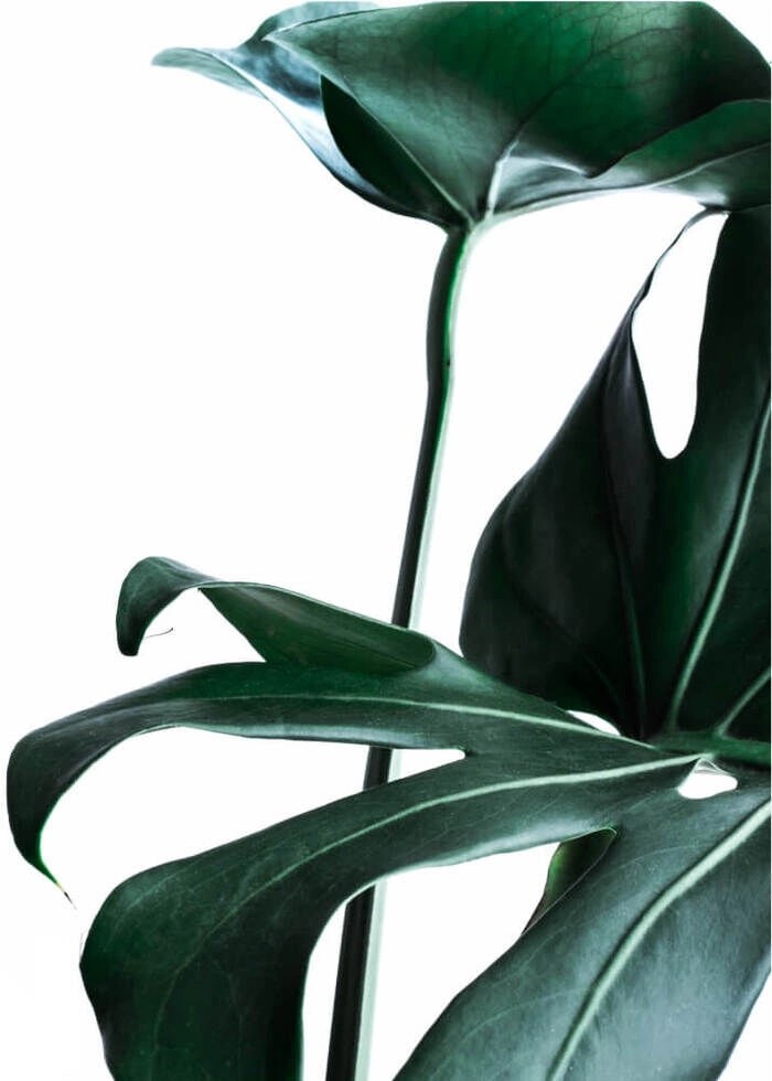 Grønne monstera blade som plakat