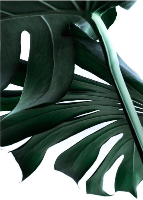 Monstera blade 1 - Plakat