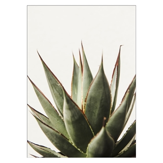 Plakat med Cactus succulent på lysegrå baggrund