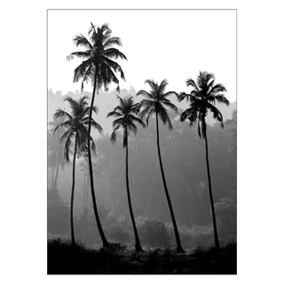 Plakat - Palmer silhuet. Skab en tropisk og eksotisk stemning i hjemmet med denne fine plakat med 5 smukke palmer i sort/hvid