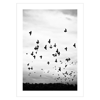 Plakat - birds flying in the sky. Smuk og stilrent fotokunst plakat med flyvende, sorte fugle i sort/hvide nuancer. 