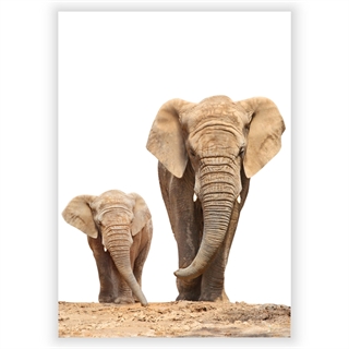 Plakat med African family elephant mor og lille barn