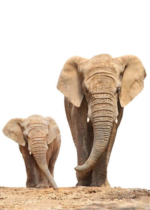 Plakat - African family elephant