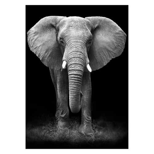 Plakat med stor elefant i grå fraver