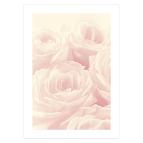  Plakat med Beautiful White Roses