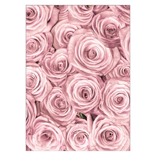 Plakat med naturlige pink roser