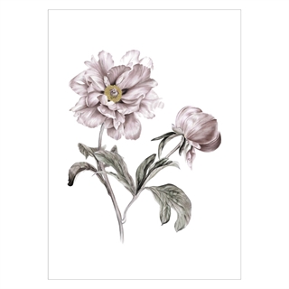 Plakat med elegante blomster i gammel rosa farve