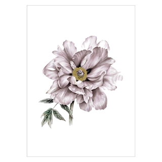 Plakat med stor elegant blomst i gammel rosa