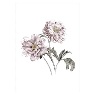 Plakat med to elegante blomster i gammel rosa