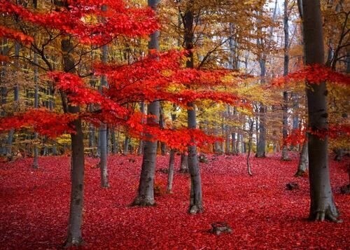 Plakat - Red Forest