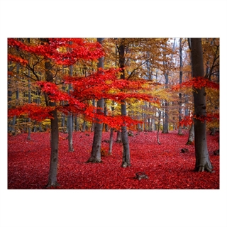Flot skov i røde og brune nuancer
