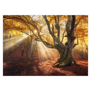 Plakat med en efterårsskov med smuk solstråle