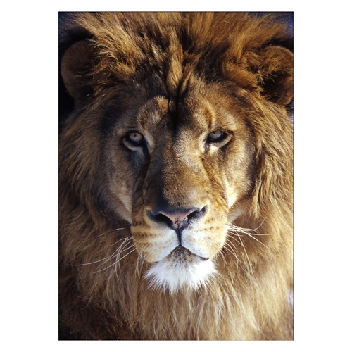 Plakat med nærbillede af en smuk løve