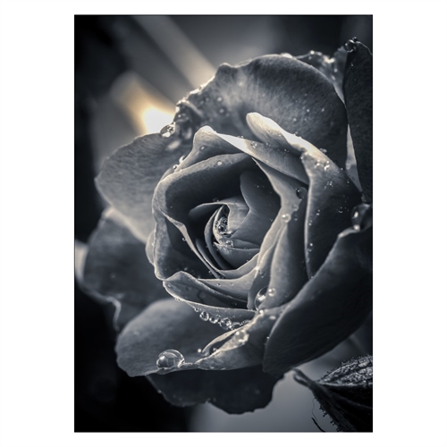 Plakat med stor smuk rose i farven sort