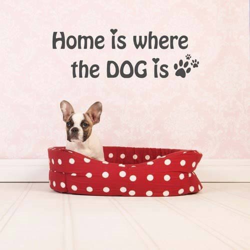Wallstickers med engelsk tekst – Home is where the dog is